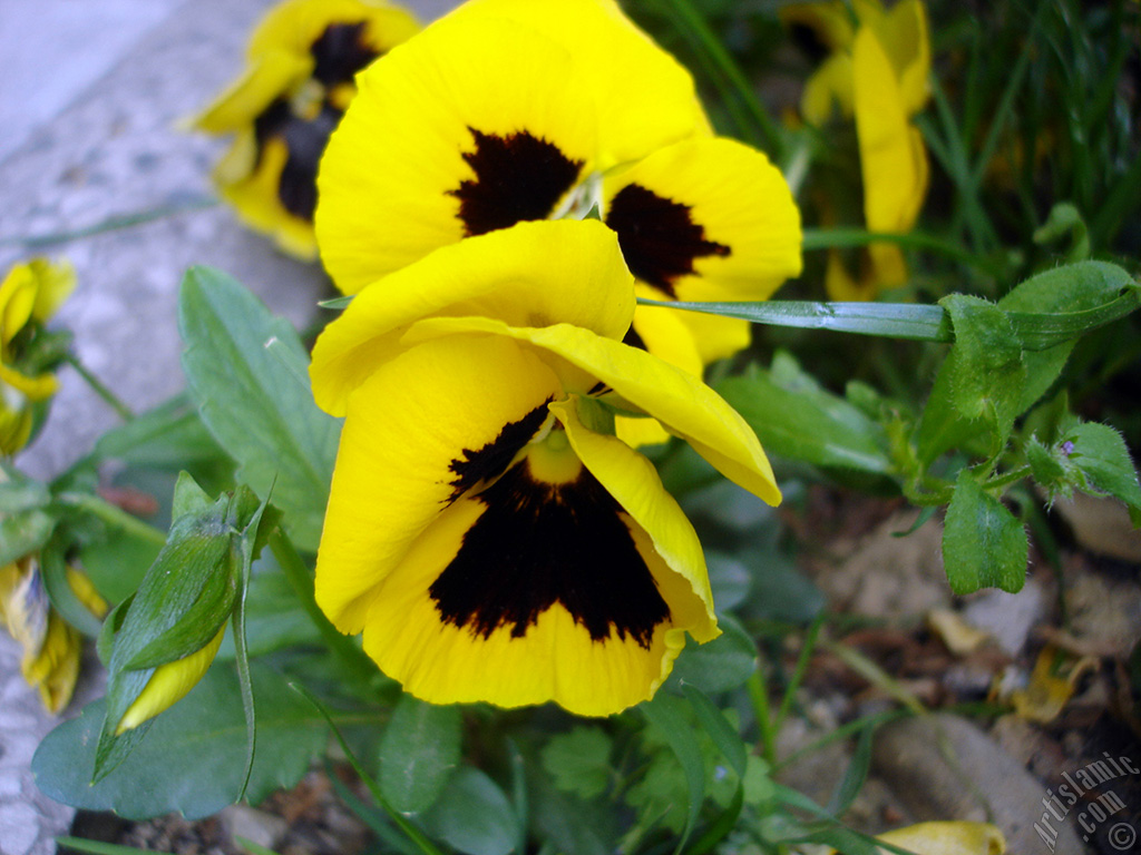 Yellow color Viola Tricolor -Heartsease, Pansy, Multicoloured Violet, Johnny Jump Up- flower.
