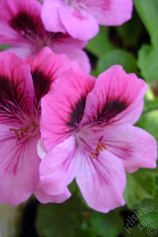 A mobile wallpaper and MMS picture for Apple iPhone 7s, 6s, 5s, 4s, Plus, iPods, iPads, New iPads, Samsung Galaxy S Series and Notes, Sony Ericsson Xperia, LG Mobile Phones, Tablets and Devices: Dark pink mottled Pelargonia -Geranium- flower.
