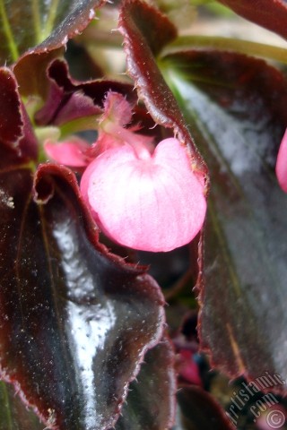 A mobile wallpaper and MMS picture for Apple iPhone 7s, 6s, 5s, 4s, Plus, iPods, iPads, New iPads, Samsung Galaxy S Series and Notes, Sony Ericsson Xperia, LG Mobile Phones, Tablets and Devices: Wax Begonia -Bedding Begonia- with pink flowers and brown leaves.
